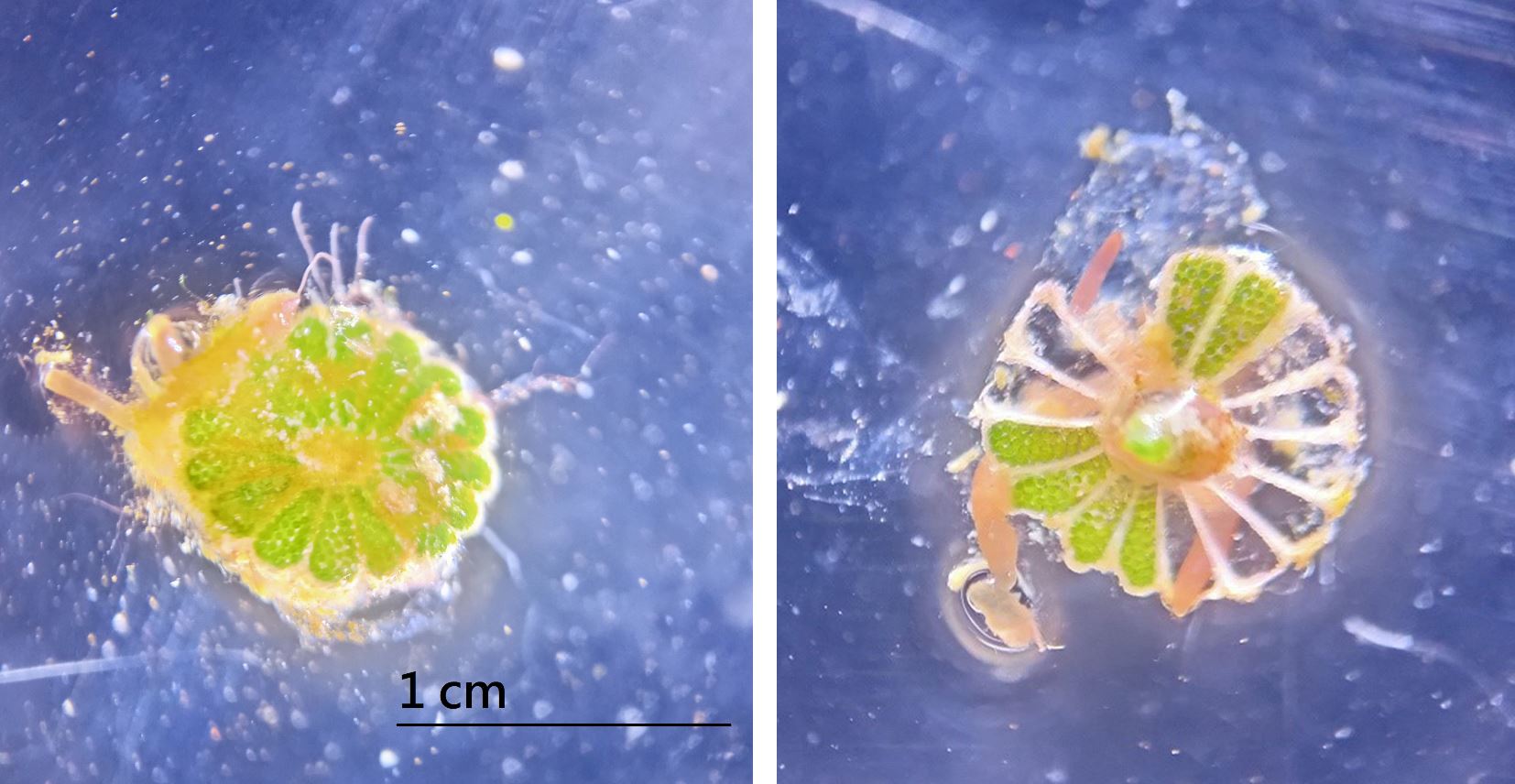 小傘藻傘蓋由16個輻射枝連接形成，傘蓋的每個腔室內有大量孢子（圖左），孢子具有不同步成熟與釋放的現象。圖右的10個腔室的孢子已經釋放完成
