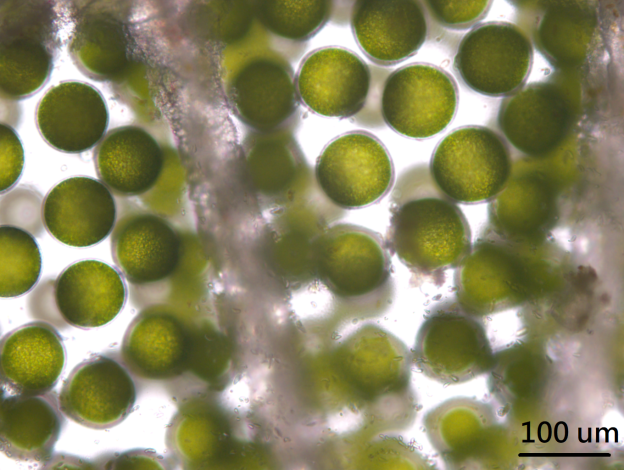 傘藻顯微鏡照。孢子有較厚的細胞壁，其內則含有大量的配子