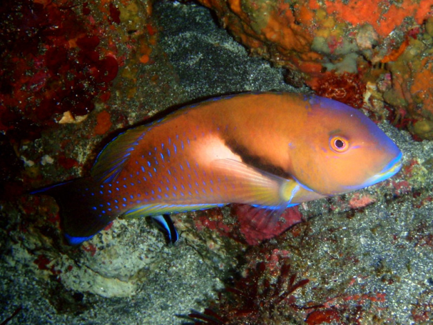 圖2、自然棲地中的藍豬齒魚鱗片邊緣泛著深邃的藍色光澤，夜晚習躲藏於隱密的岩穴間
