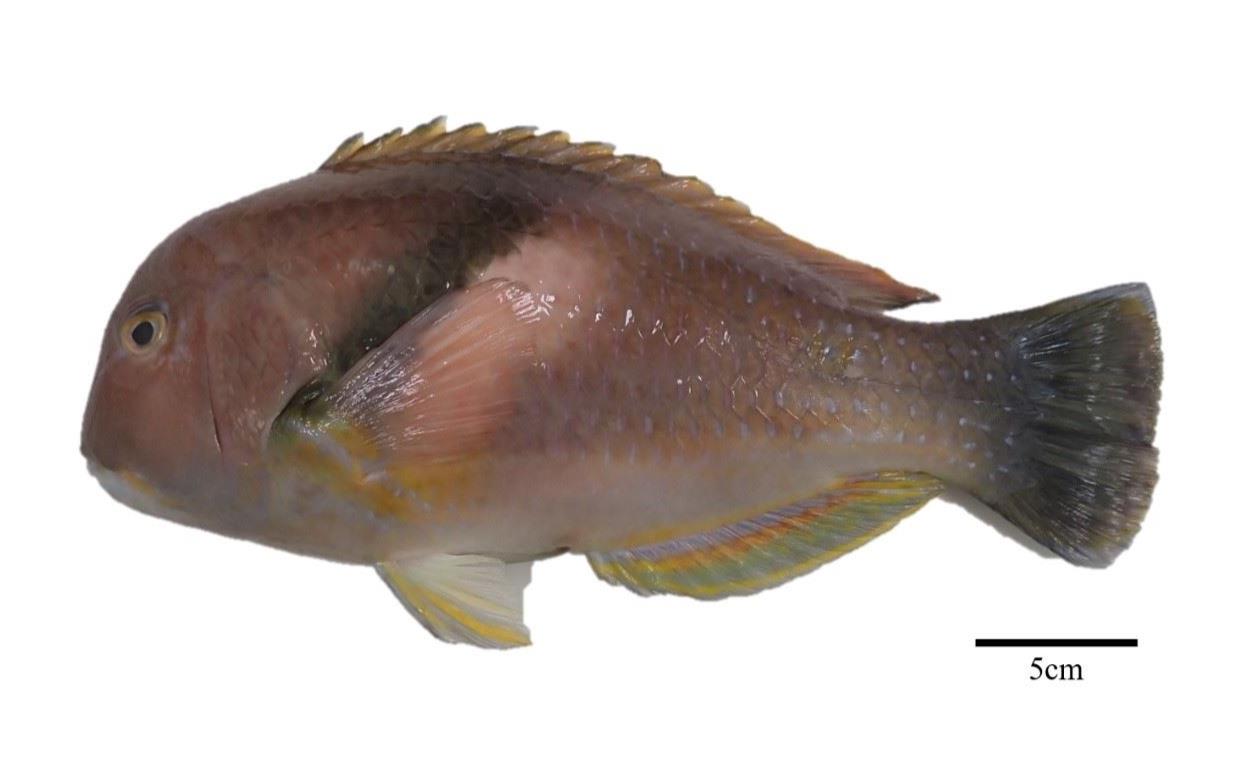 圖1、醒目的兩條色帶是藍豬齒魚外觀最明顯的特徵