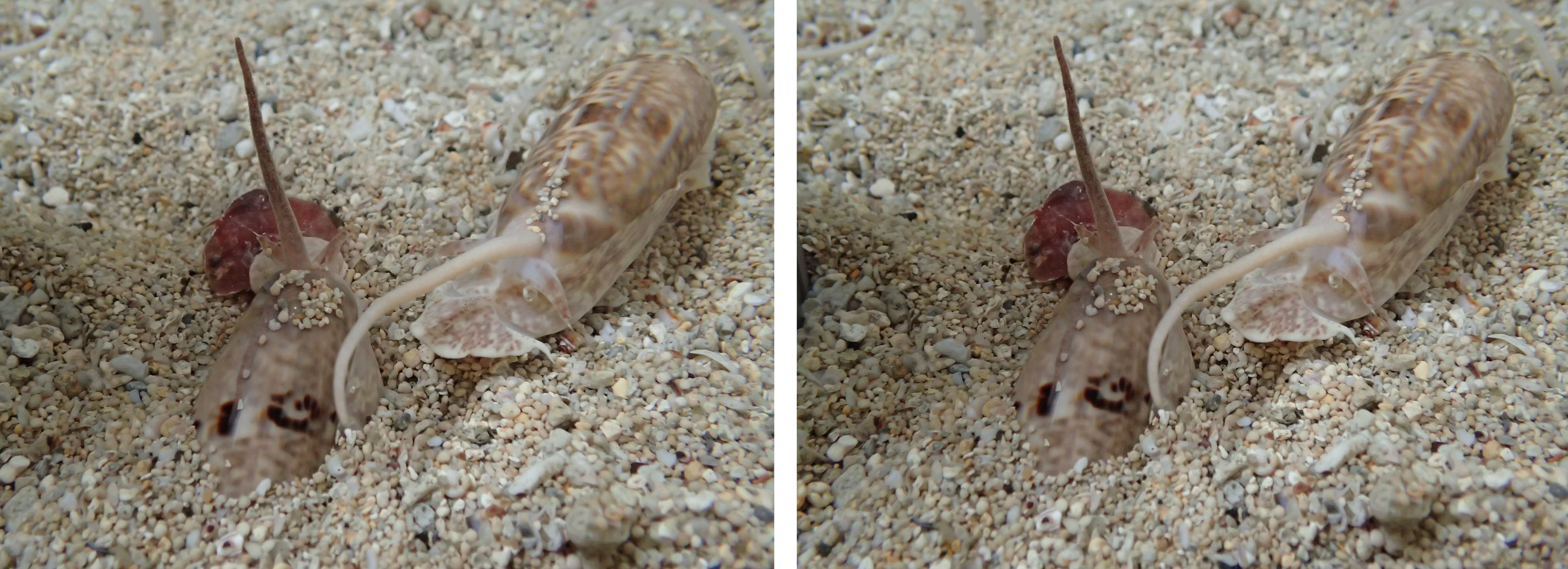 左：平瀨榧螺聞到魚肉後，迅速鑽出沙底；右：以腹足包覆魚肉後準備躲回沙底享用大餐
