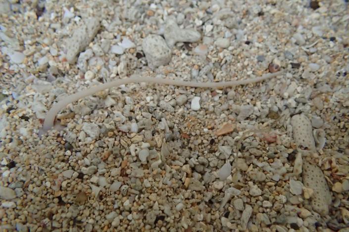 平瀨榧螺平常躲藏在沙子下，僅露出水管
