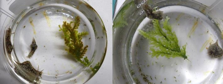 圖4、附生雜藻的蕨藻，經條紋柱唇海兔刮食前(左)後(右)之對比