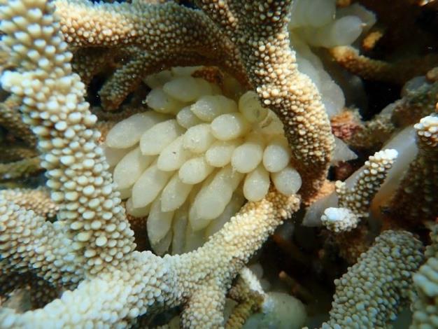 鹿角珊瑚內部縫隙生滿軟絲仔的卵鞘，其外觀呈白色半透明狀，形狀似四季豆1
