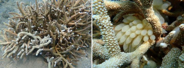 鹿角珊瑚內部縫隙生滿軟絲仔的卵鞘，其外觀呈白色半透明狀，形狀似四季豆