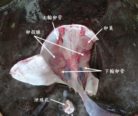 圖3、經解剖後大尾長吻鰩之生殖系統