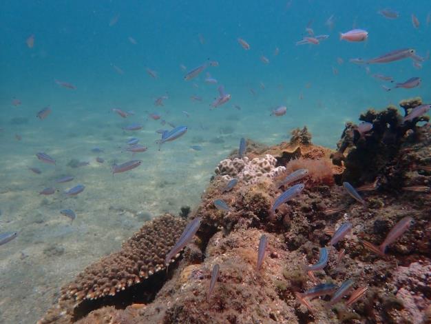 圖1、小型珊瑚礁魚類環繞在藻礁、珊瑚周邊