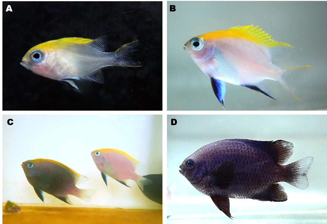 圖1、黑新刻齒雀鯛的體色差異。A. 20日齡幼魚，全長1.5公分，軀幹部透明；B. 50日齡稚魚，全長為2.5 ~ 3公分；C. 培育5 ~ 7個月後，黑色素開始擴散，進入亞成魚階段；D. 培育12個月後，全長達12公分，體色轉變為較深之黑藍色，並可觀察到生殖腺開始發育