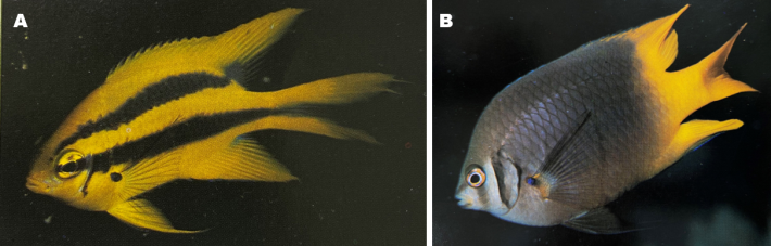 圖2、黑褐新刻齒雀鯛 (N. nigroris) 的幼魚與成魚。A. 幼魚具二條黑縱帶貫穿軀幹；B. 成魚外觀) (圖片來源：Randall et al., 1997) 。