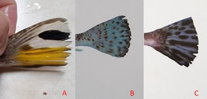 圖3、牛尾魚科魚類的體態相近，不易分辨，以尾鰭斑紋差異性較大