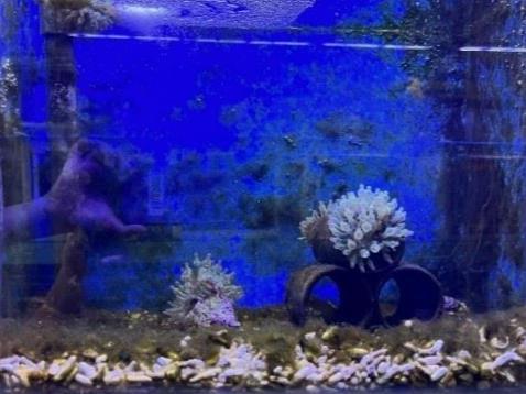 圖1、未放養蝦隻的海葵(左)在人工環境下1個月後的狀況(右)2