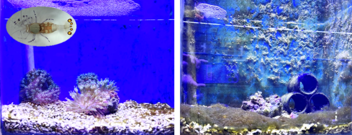 圖2、水族缸中放入海葵蝦（左），1個月後海葵明顯萎縮（右）