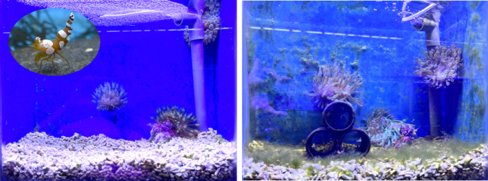 圖3、性感蝦缸的海葵在放入蝦子一個月後的變化