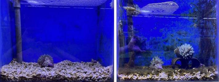 圖1、未放養蝦隻的海葵(左)在人工環境下1個月後的狀況(右)