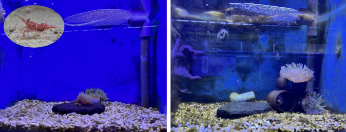 圖5、機械蝦缸的海葵在放入蝦子一個月後的變化