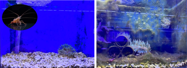 圖4、薄荷蝦缸的海葵在放入蝦子一個月後的變化