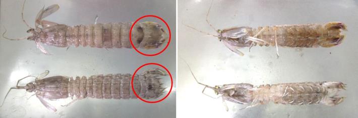 尖刺糙蝦蛄(上)與斷脊似口蝦蛄(下)的背面(左)與腹面（右）