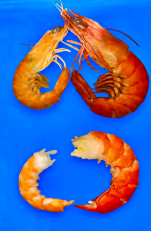 圖2、草蝦（右上、右下）與斑節蝦（左上、左下）汆燙後色澤