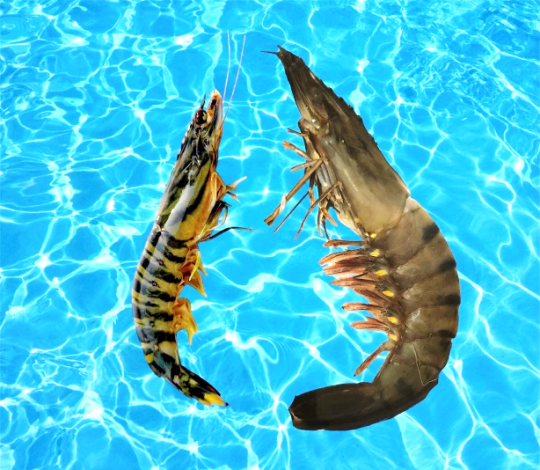 圖1、斑節蝦（左）與草蝦（右）的外觀比較