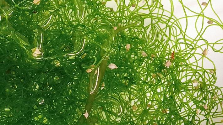 圖1、澎湖漁業生物研究中心的養殖溝槽內，粗硬毛藻(圖中綠色捲曲的綠藻)上有著像星星狀的有孔蟲棲息