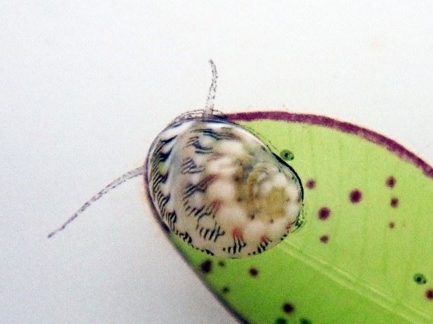 在澎湖海草復育區所紀錄的東沙蜑螺