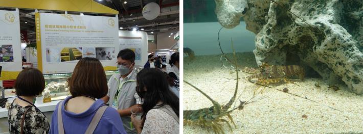 本次活動特別展出活體龍蝦，吸引許多民眾駐足觀賞