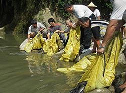Adult eels released to river