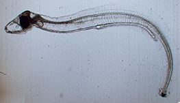 25-day-old eel fry