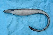 Female eel induced to maturation