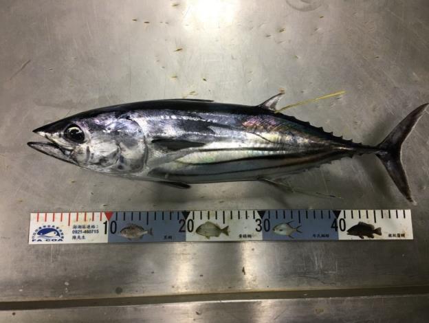 A skipjack recaptured after tagging, the electronic tag (red arrow), and the traditional number sign (yellow arrow).