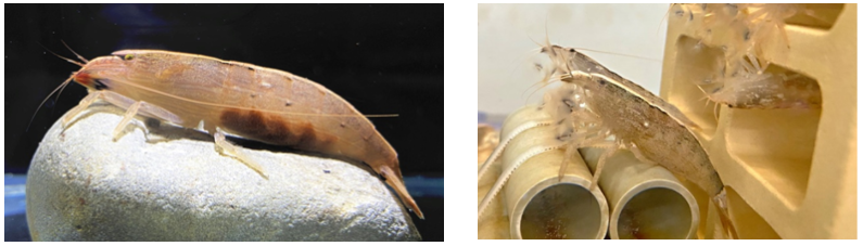 Figure 2. Commonly known as “Tennis shrimp”, Atyopsis spinipes is a popular species in the aquarium market. The female broody shrimp is about 6 cm in size  (left). Its most distinct feature is that the first and second pair of pincer-like appendages evolve into a tassel-like structure, which opens like a “tennis racket” to prey (right).