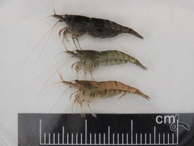 Figure 1. Neocaridina denticulata with various body colors has become one of the main export products of the ornamental trade.