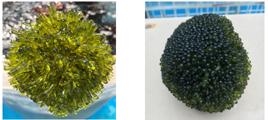 Figure 1. The appearances of Valonia aegagropila cultivated in different ways are also different. The picture on the left is cultivated in the flowing water floating culture in an outdoor FRP tank, while the picture on the right is cultivated in the wine fruit barrel rolling culture in an indoor plant growth box.