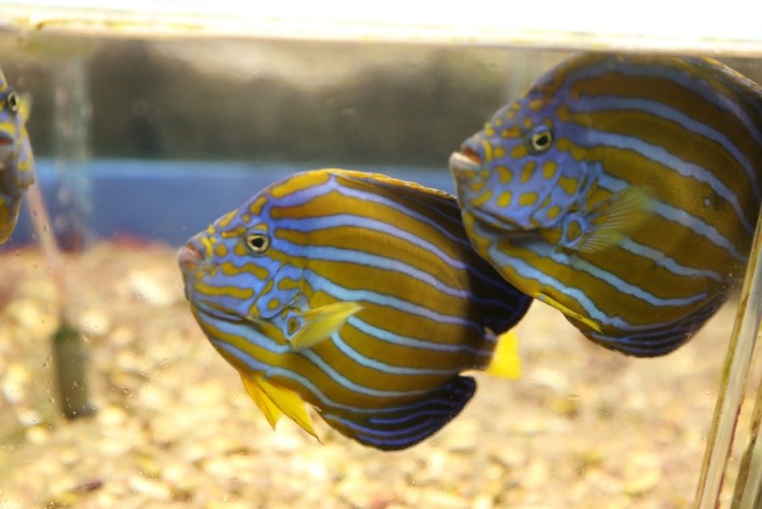 Figure 1. Brightly colored Chaetodontoplus septentrinalis with variable stripes