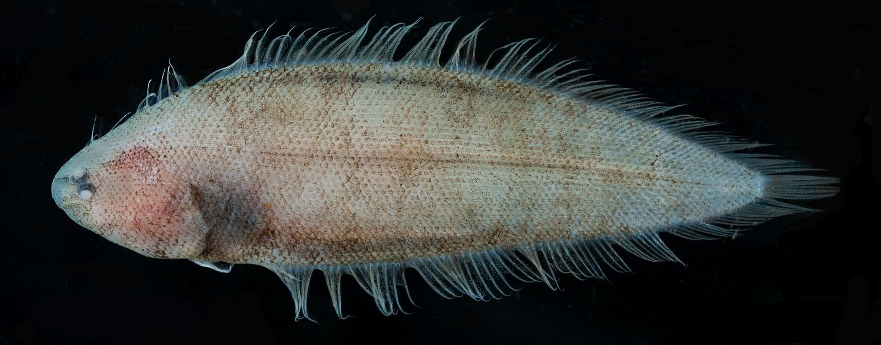 Unraviling the cryptic biodiversity; described five new species of tonguefishes by FRI researcher