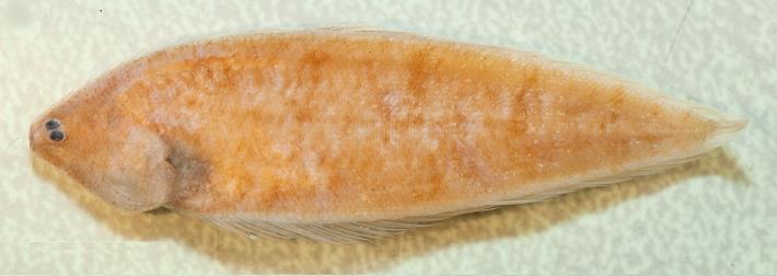 Figure 4. The photo of S. polylepis (Papua New Guinea), holotype