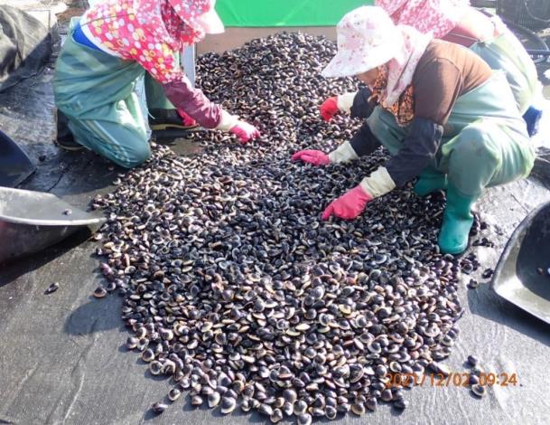 Grading of the harvested clams after the challenge of high water temperatures in summer