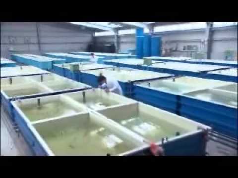 [Open a new window]Aquaculture