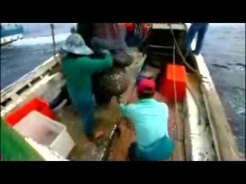 [Open a new window]Marine Fisheries