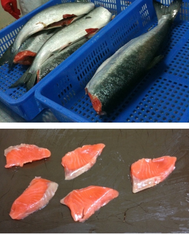 1201大西洋鮭魚