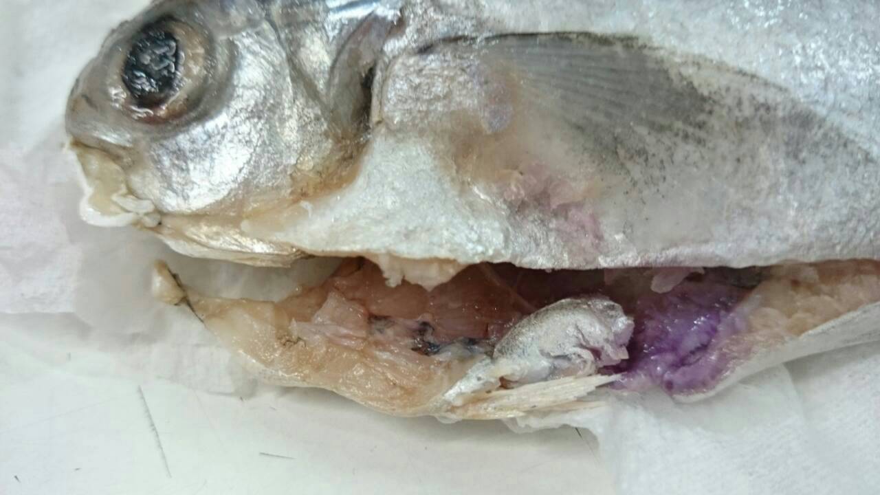20150925肉魚魚肚邊有淡紫色