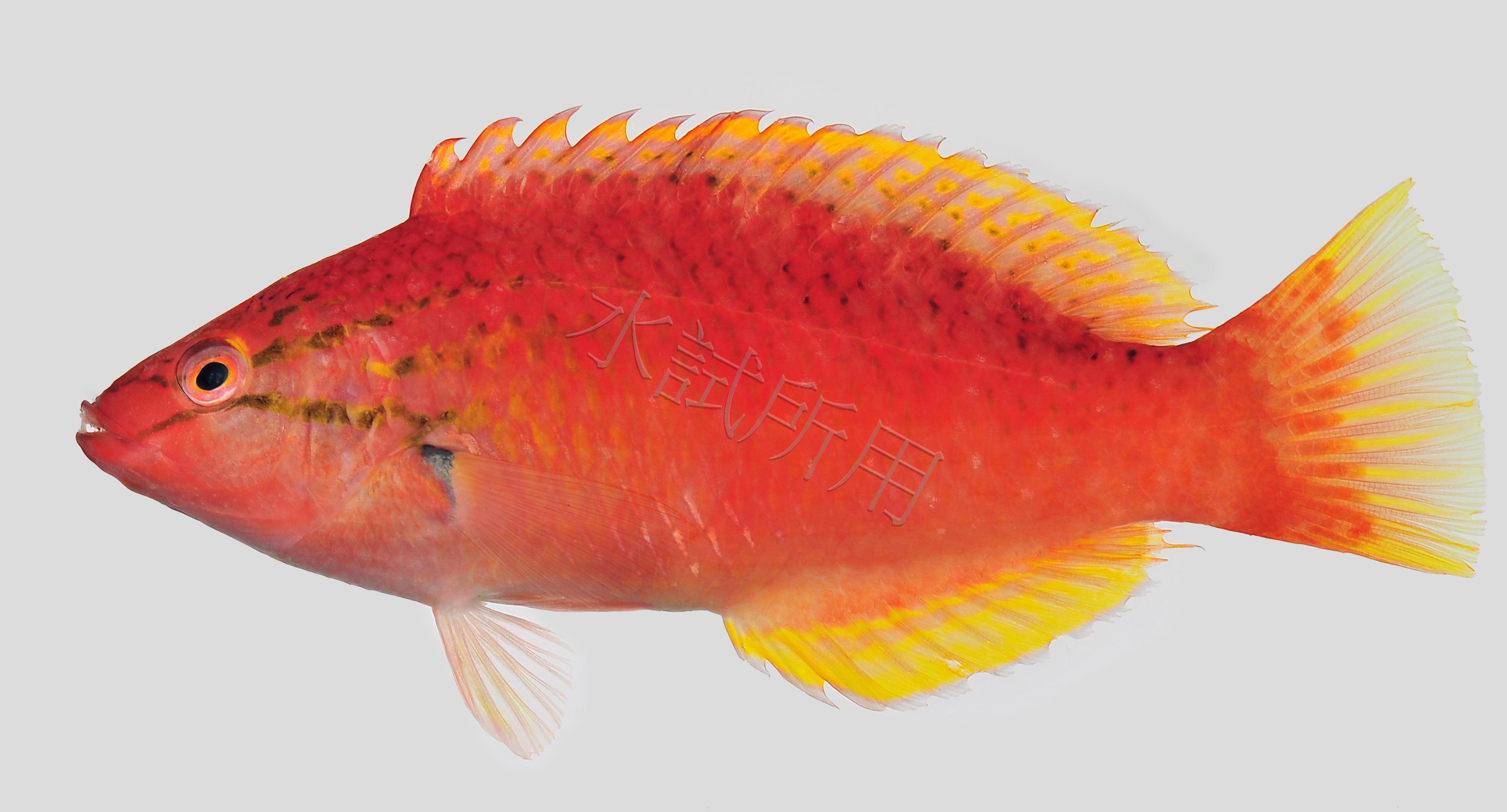 紅項擬隆頭魚
