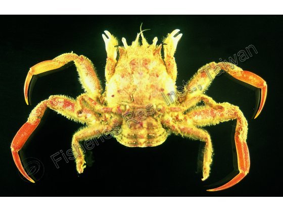 雌性四齒關公蟹背面觀，甲寬26mm