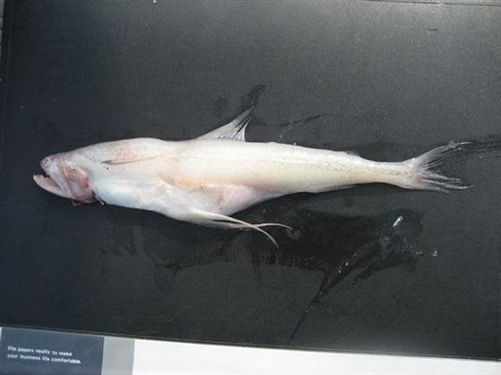 印度鐮齒魚