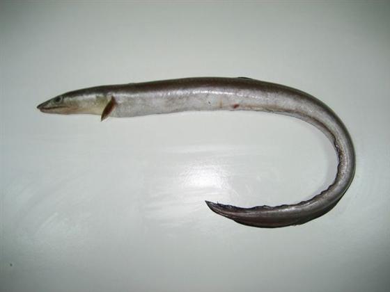 百吉海鰻