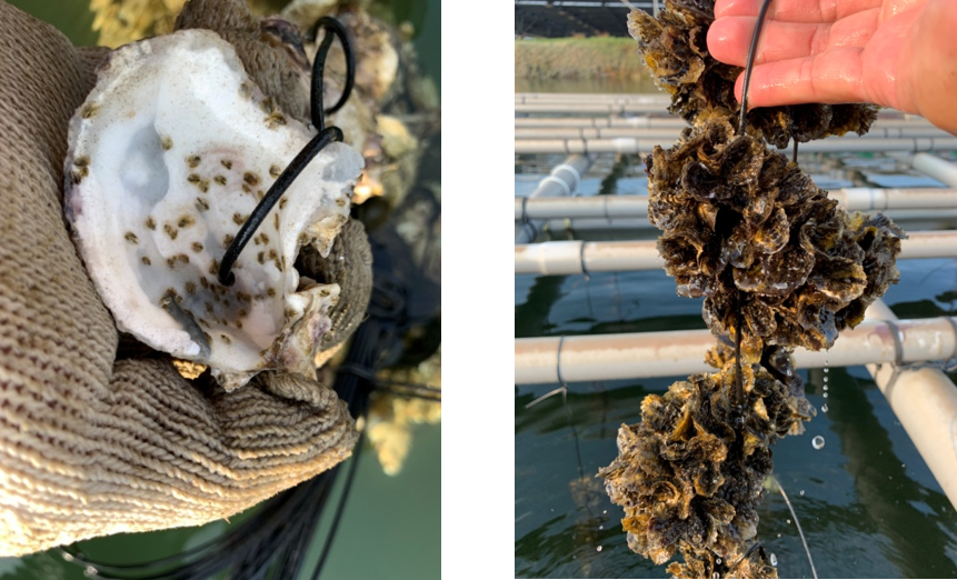 Photo 1. Artificial oyster seedlings and a cluster of vibrant oysters