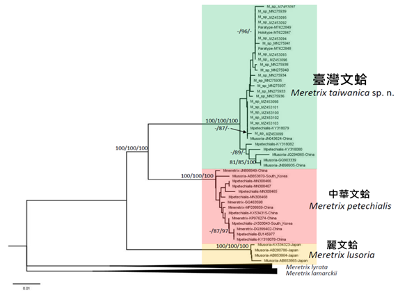 Figure 3. M. taiwanica confirmed as a new species by DNA Identification Technology 