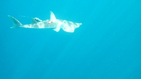 Photo 2. After the Completion of Satellite Identification, Rhynchobatus Australiae Was Released in the Waters off Penghu