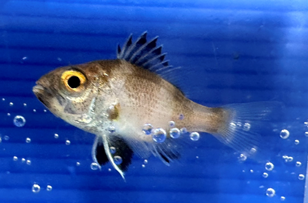 Photo 3. Juvenile rosy seabass fish under cultivation