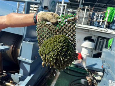 Figure 2. Successful aquaculture of Caulerpa lentillifera (common name: sea grapes) in marine artificial surface algal farm facilities